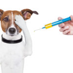 Kalendarz szczepień dla psa