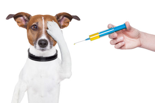 Kalendarz szczepień dla psa