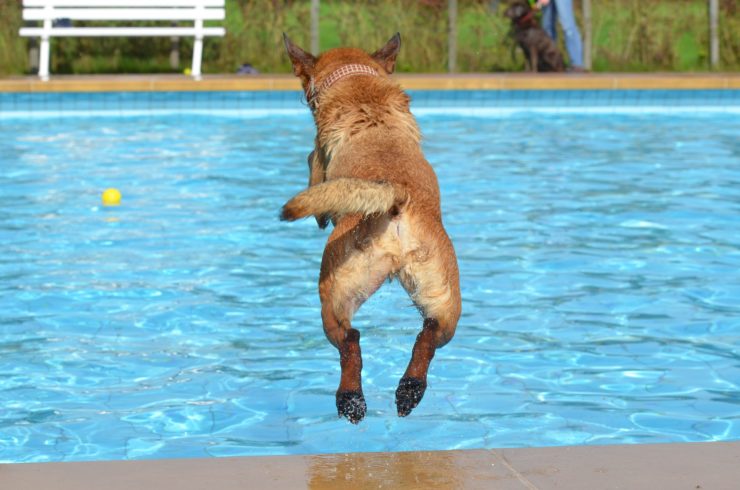 Jak nauczyć psa pływać?
