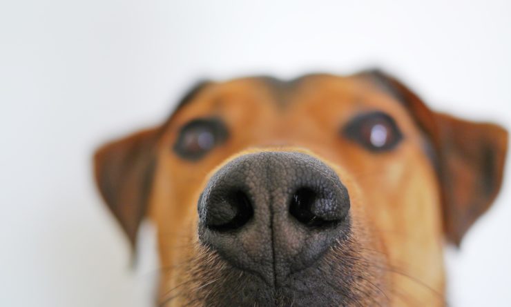 Jakie są objawy kataru u psa?
