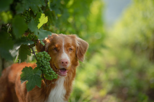 Czy winogrona szkodzą psu?