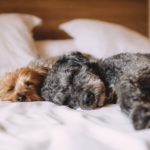 Jak poprawić sen psa?