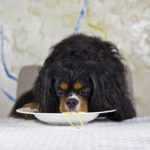Czy pies może jeść ryż, kaszę, makaron?