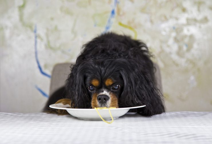 Czy pies może jeść ryż, kaszę, makaron?