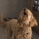 Jak nauczyć psa komendy daj głos?