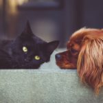 Czy pies i kot w jednym domu to dobry pomysł?