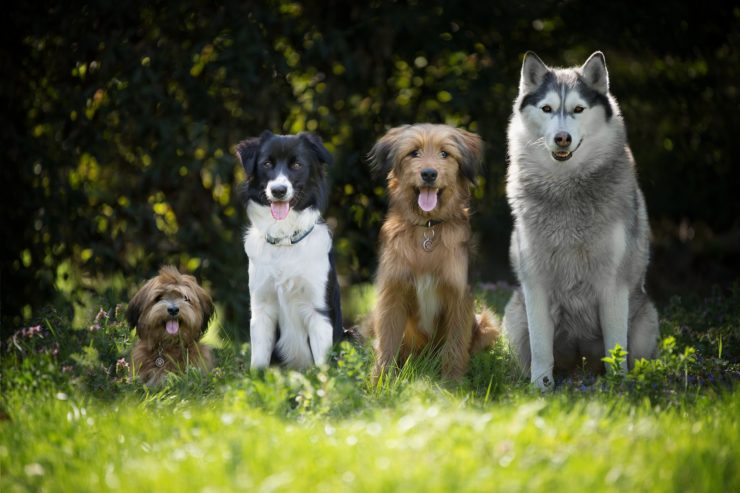 Co trzeba wiedzieć przy wyborze rasy psa