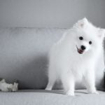 Japońskie rasy psów szpic japoński