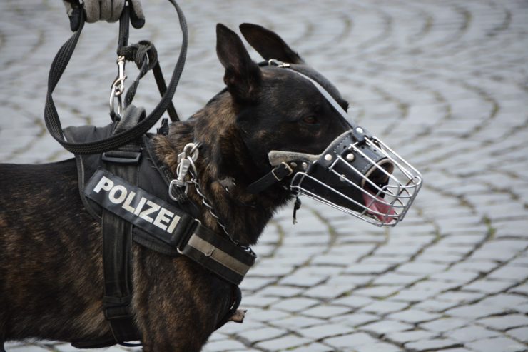 Psy policyjne - adopcja