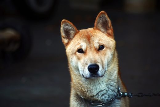 Jak psy reagują na emocje właściciela?