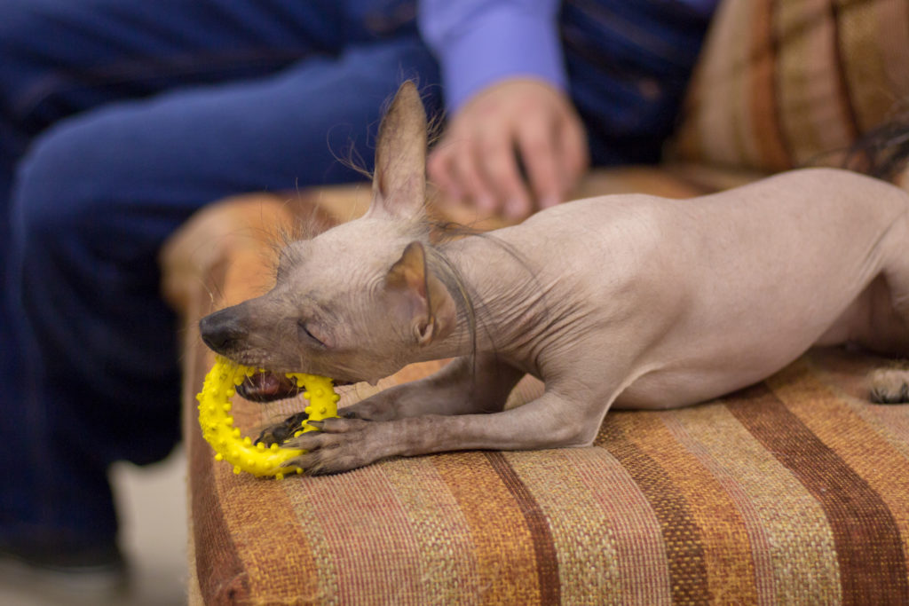 Psy bez sierści i włosów - nagi pies peruwiański