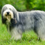 Rasa Bearded collie