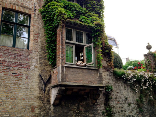 Nie żyje labrador Fidel - pies z okna w Brugii