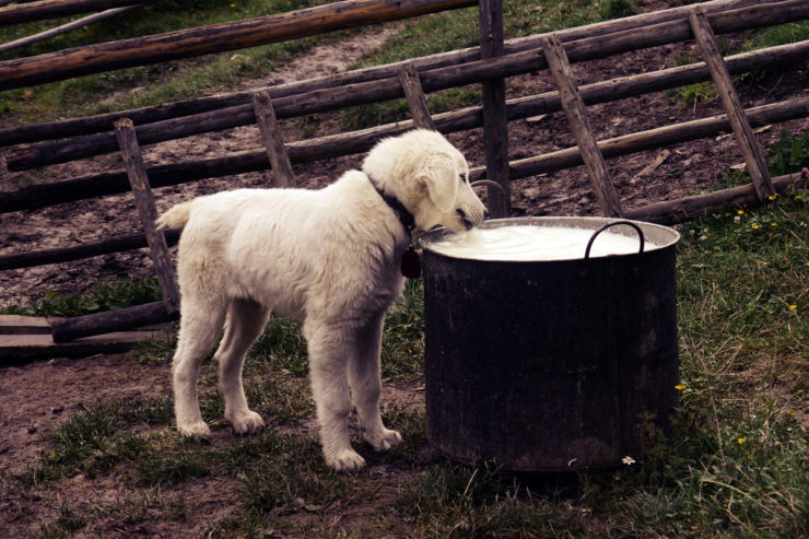 Czy dorosły pies może pić mleko krowie?