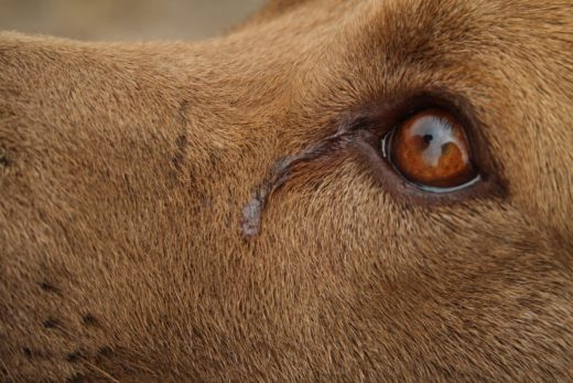łzy u psa co oznaczają?