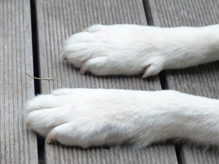 Ile pies ma palców?