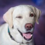 Labrador retriever rasa psa