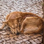 Bezdomne psy - prawo