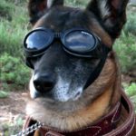 Pies w okularach