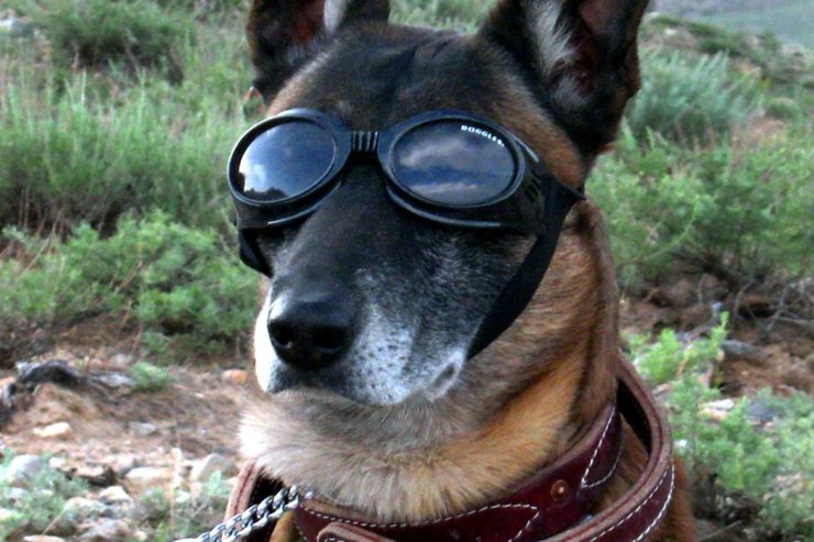 Pies w okularach
