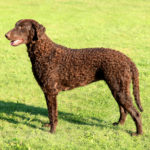 CURLY COATED RETRIEVER – CHARAKTER
