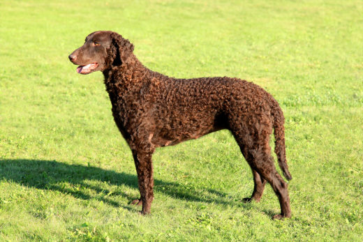 CURLY COATED RETRIEVER – CHARAKTER