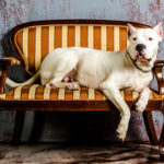 Opis rasy dog argentyński