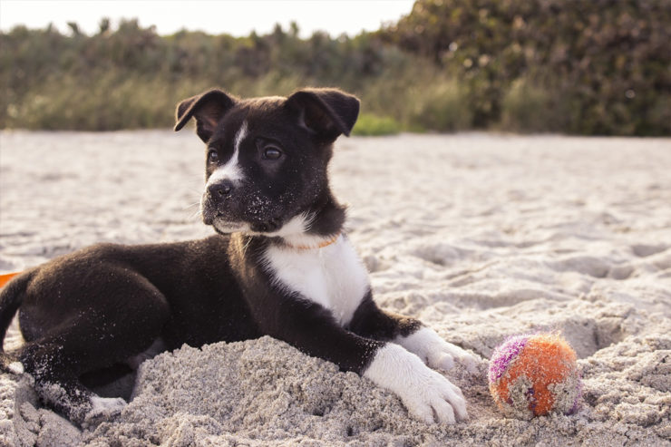 Pies na plaży - przepisy. Czy można iść z psem na plażę?