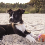 Pies na plaży - przepisy. Czy można iść z psem na plażę?