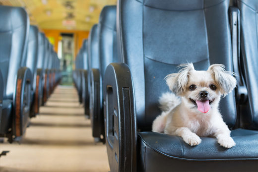Czy pies może jechać pociągiem?