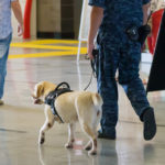Czy psy wyszkolone w wykrywaniu koronawirusa mogą być rozwiązaniem problemów na lotniskach?