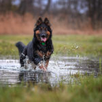 CHODSKY PES PIELĘGNACJA I ZDROWIE