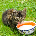 Czy koty mogą pić mleko bez laktozy?