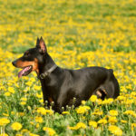 PINCZER ŚREDNI CHARAKTER I USPOSOBIENIE