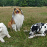 Najpopularniejsze rasy psów według AKC