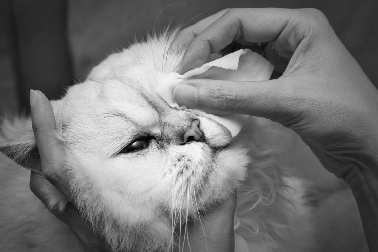 Dlaczego kotu łzawią oczy?