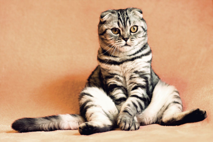 Kocur czy kotka - czy różnią się zachowaniem?