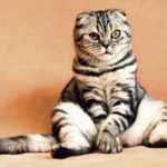 Kocur czy kotka - czy różnią się zachowaniem?