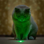 Czy powinno się zatem bawić z kotem laserem?