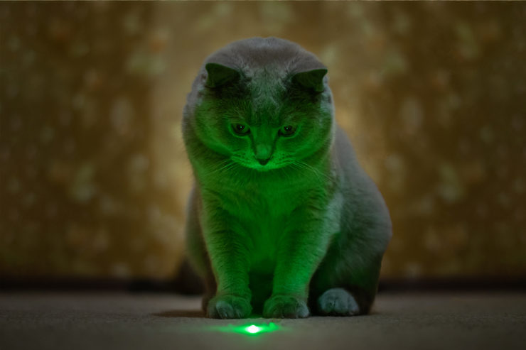 Czy powinno się zatem bawić z kotem laserem?