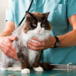 Kot u weterynarza - jak zabrać go na pierwszą wizytę?