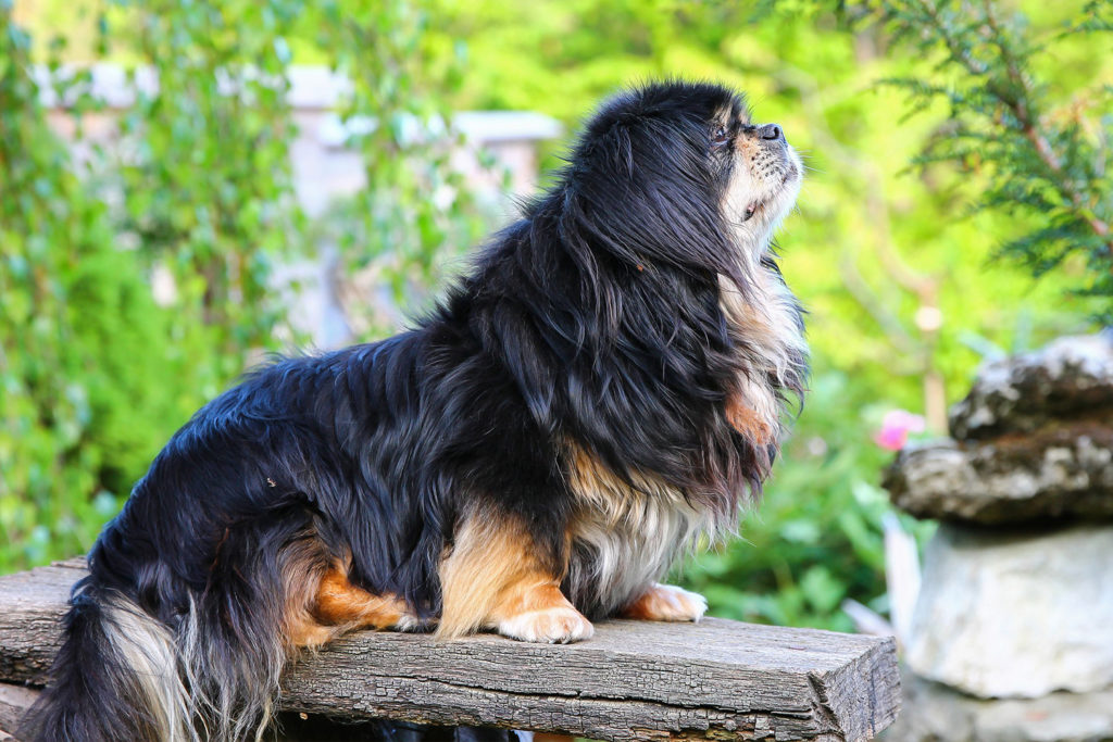 Spaniel Tybeta ski Cena Hodowla Charakter PetPortal pl spaniel-tybeta-ski-cena-hodowla-charakter-petportal-pl