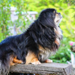 Spaniel Tybetański - charakter