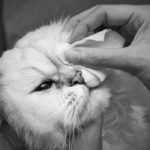 Dlaczego kotu łzawią oczy?
