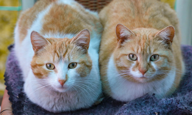 Dwa koty w domu - czy warto?
