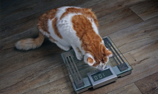 Ile powinien ważyć kot?
