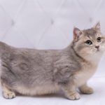 Munchkin kot z krótkimi łapkami - charakter