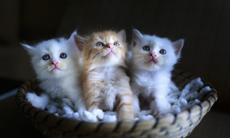 Dlaczego małe kotki są takie urocze?