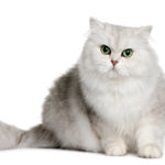 Kot brytyjski długowłosy - charakter