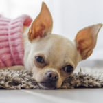 Nosówka u psa - objawy